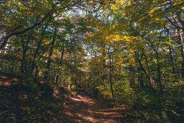 green forest,  nature background