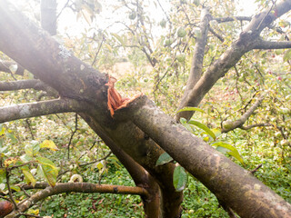 The branch of the apple tree broke under the weight of the fruit.