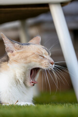 Cat yawning in a garden.