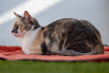 Tricolor cat resting on a towel in the grass.