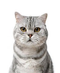 portrait of gray tabby british cat