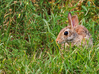 Wild rabbit sitting in green grass free space on left side of photo