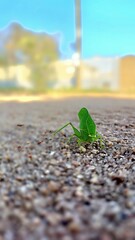 Inseto Grilo Folha, Esperança 