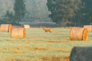 Deer Grazing in Misty Field with Hay Bales