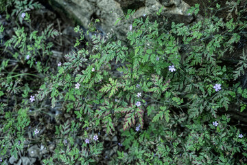 blume natur blau