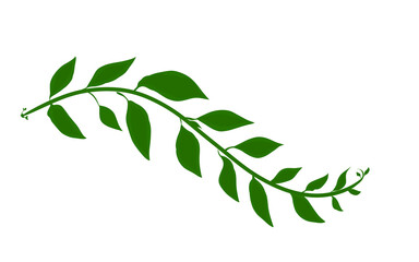 illustration of curved leaf icon without background