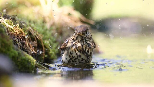 Bird - Song Trush Turdus philomelos in the forrest waterhole amazing warm light bird drinking water and bathing