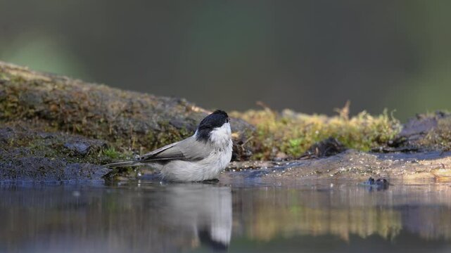 Bird - Marsh Tit ( Poecile palustris ) on forest pond summer time small bird bathing and drinking water