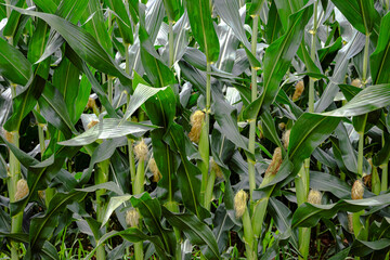 Maize agricultural background