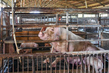 Sow and piglets in Caribbean hog house
