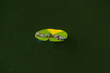 Four green frogs Rana ridibunda (pelophylax ridibundus) sitting on large water lily pad in garden pond. Close-up. Natural habitat and nature concept for design