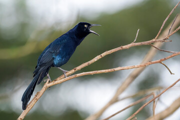 Great-tailed grackle (Quiscalus mexicanus) calling and standing on a branch, Tarcoles river, Costa Rica.
