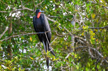 Magnificent frigate bird (Fregata magnificens) male perched mangrove forest, Tarcoles river, Costa...