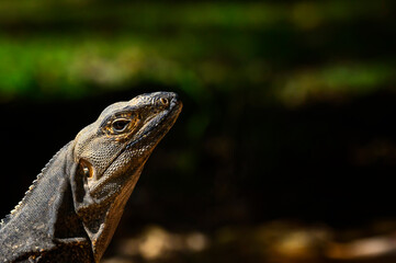Black spiny-tailed iguana (Ctenosaura similis) portrait, National Park Carara, Costa Rica.