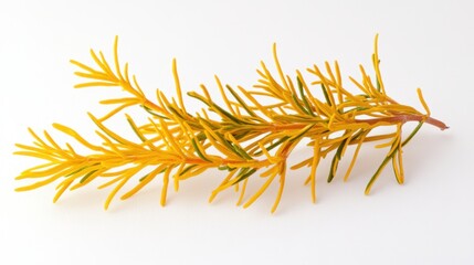 The Yellow Green Plant Branch