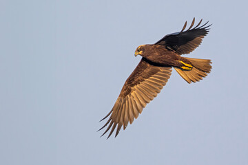 Rohrweihe im Flug