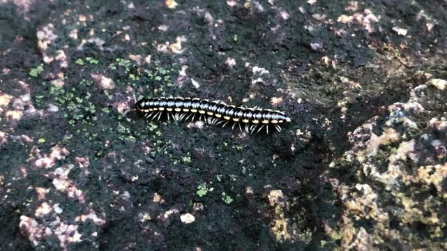 Beautiful black and yellow myriapod insect walking on a mossy rock and exploring its surroundings