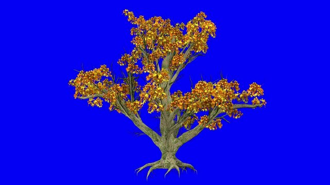 3D big leaf maple tree in automn season, with wind effect on blue screen 3D animation. You can easily key out (remove) the blue screen with just one click using any video editor.