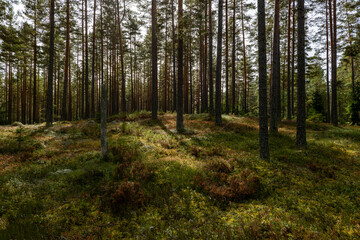 Fototapeta premium Magical fairytale pine forest in autumn.. Forest therapy and stress relief.