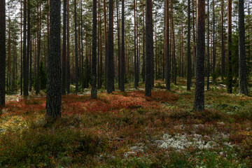 Fototapeta premium Magical fairytale pine forest in autumn.. Forest therapy and stress relief.