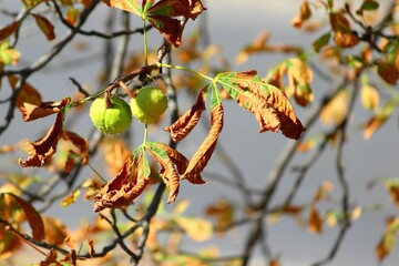 Chestnuts in yellow leaves on background