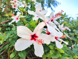 Chinese hibiscus: a species of Hibiscus, its botanical name is Hibiscus rosa-sinensis.
