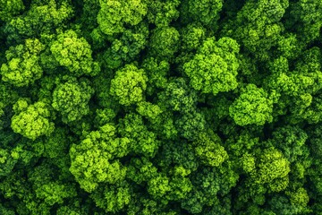 Naklejka premium Lush green treetops forming a vibrant forest canopy from above.