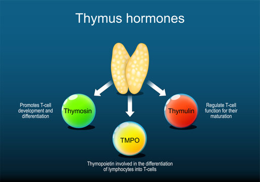Thymus hormones. human endocrine system
