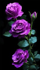 Fototapeta premium a beautiful twig with purple rose flowers on a black background
