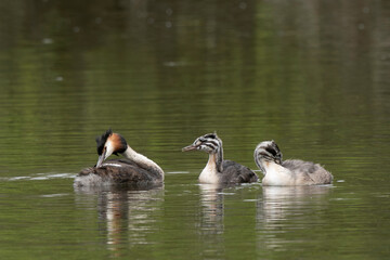 Grèbe huppé,.Podiceps cristatus, Great Crested Grebe, femelle et jeune