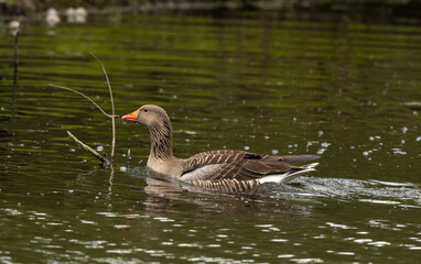 Oie cendrée, Anser anser, Greylag Goose