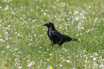 Corneille noire, Corvus corone, Carrion Crow
