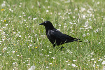 Corneille noire, Corvus corone, Carrion Crow