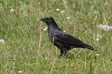 Corneille noire, Corvus corone, Carrion Crow