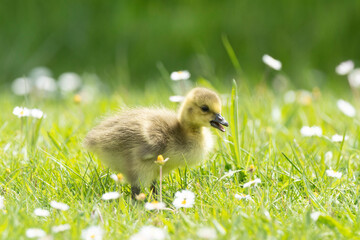 Bernache du Canada, jeune,.Branta canadensis, Canada Goose,