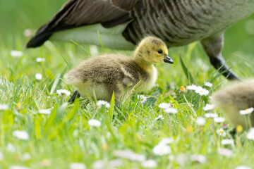 Bernache du Canada, jeune,.Branta canadensis, Canada Goose,