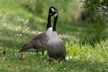 Bernache du Canada, femelle et jeune, .Branta canadensis, Canada Goose,
