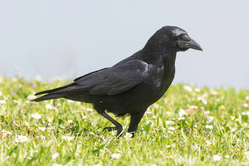 Fototapeta premium Corneille noire, Corvus corone, Carrion Crow