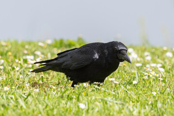 Corneille noire, Corvus corone, Carrion Crow
