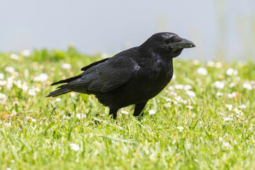 Fototapeta premium Corneille noire, Corvus corone, Carrion Crow