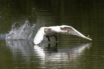 Cygne tubercul&eacute;, Cygnus olor,  Mute Swan