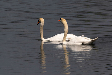 Fototapeta premium Cygne tuberculé, Cygnus olor, Mute Swan