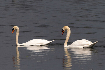 Cygne tuberculé, Cygnus olor,  Mute Swan