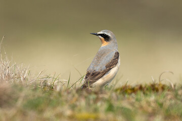 Traquet motteux,.Oenanthe oenanthe, Northern Wheatear