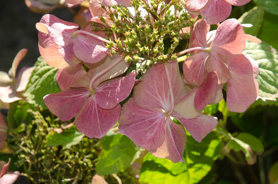 hortensia, hydrangea macrophylla 'Fazan'