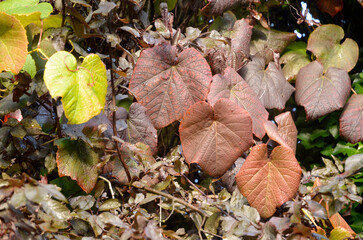 vigne de Coignet, Vitis coignetiae, Parc Tenbosch, Ixelles, Bruxelles, Belgique