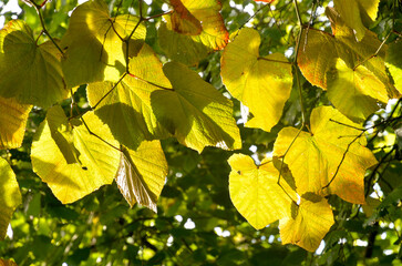 vigne de Coignet, Vitis coignetiae, Parc Tenbosch, Ixelles, Bruxelles, Belgique