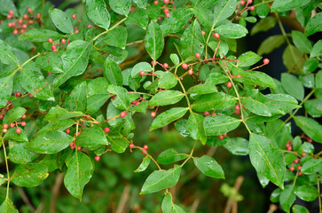 poivrier, piper nigrum