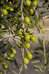 olivier, olive, olea europaea