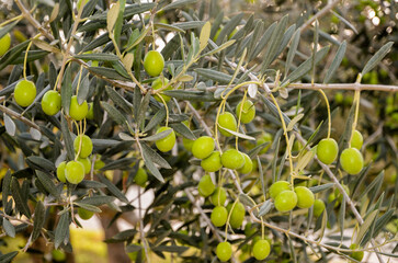olivier, olive, olea europaea